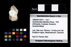 Foto (Objekt + Etikett) von Goniodromites bidentatus (Reuss, 1859)  (NHMW-GEO-1990-0041-2974)
